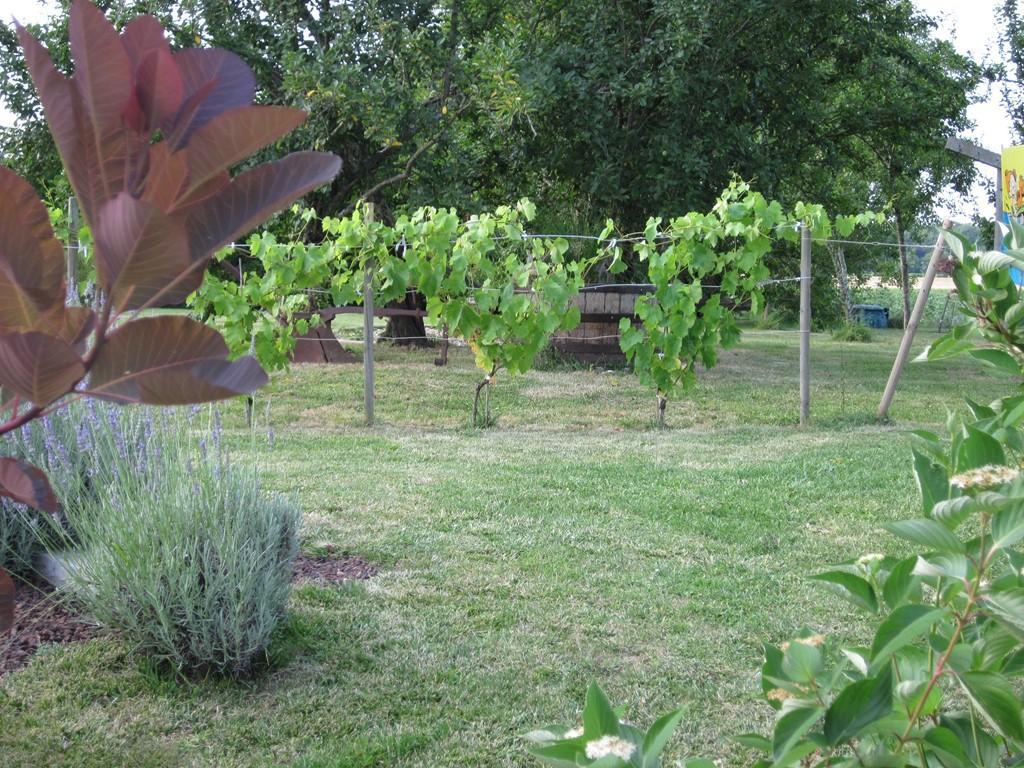 Les Gites Du Veau D'Or Ozillac Exterior foto